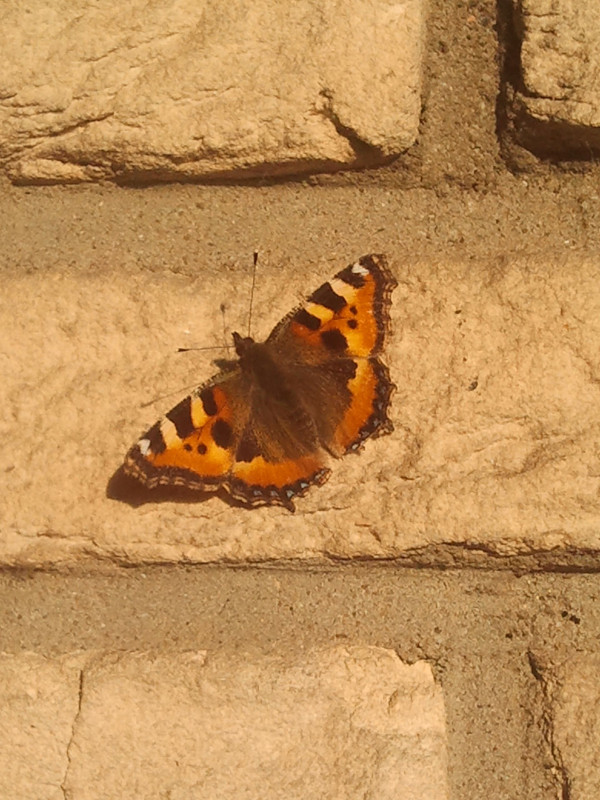 Schmetterling auf dem Balkon | https://ferienwohnung-neiling-niederrhein.de/